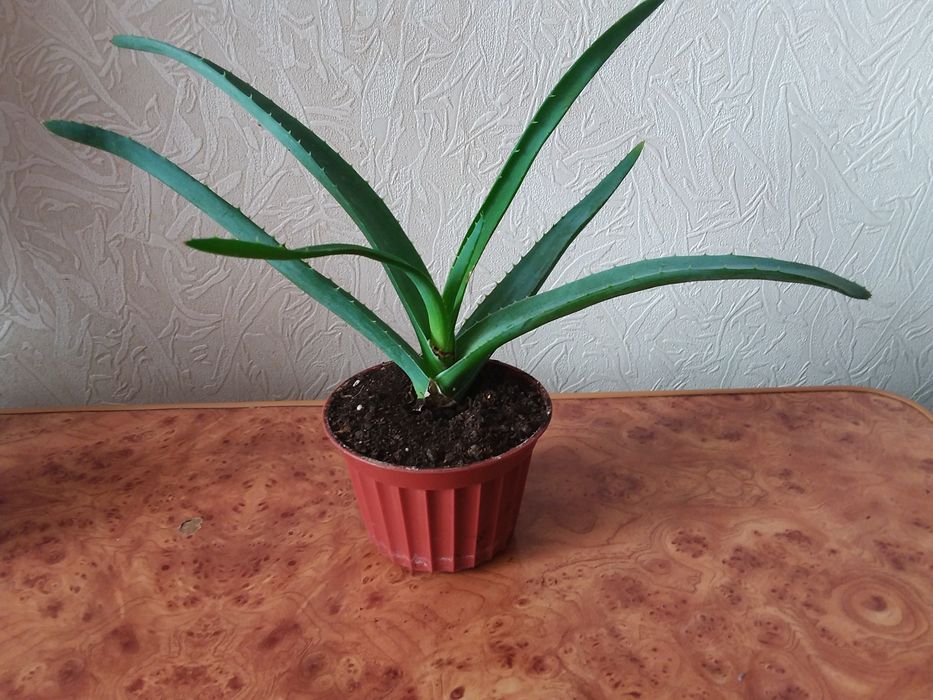 Алое  - вера, в ассортименте