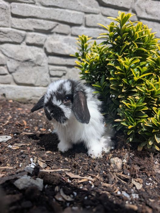 Mini lop, baranek miniaturka, metryka