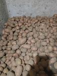 Продам картоплю велику та середню
