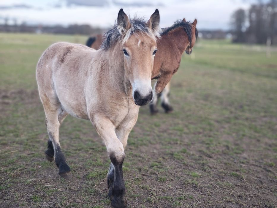 Klaczka zimnokrwista