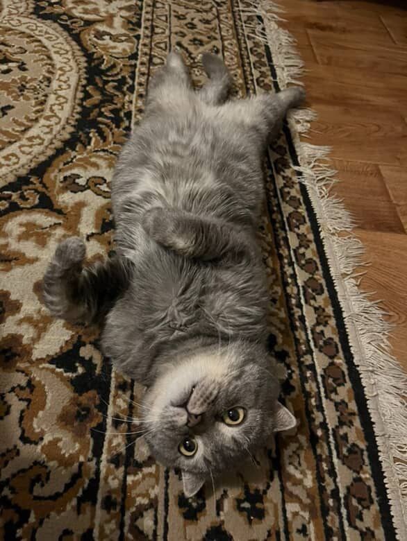 Отдам кота шотландца, 4 года