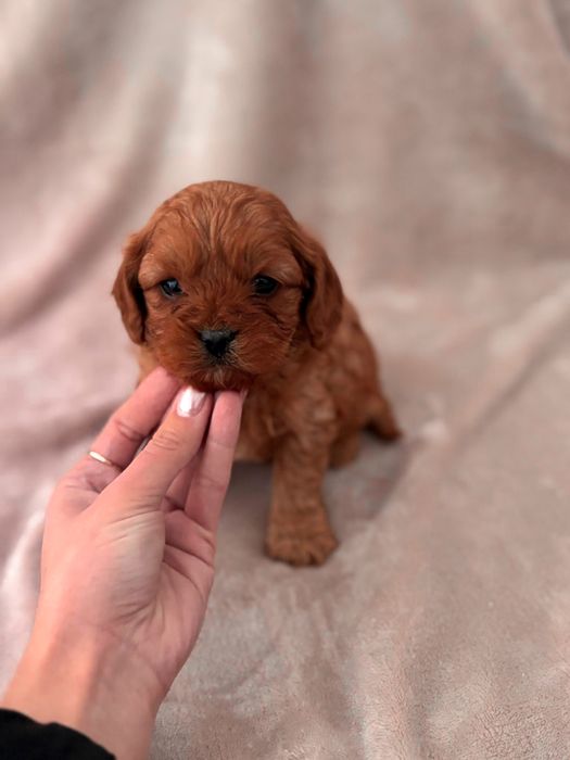 Cavapoo badania genetyczne pudel cavalier CUDOWNY szkolenie wyprawka