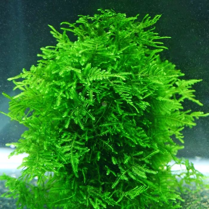 Mech akwariowy rośliny Mech Peacock moss