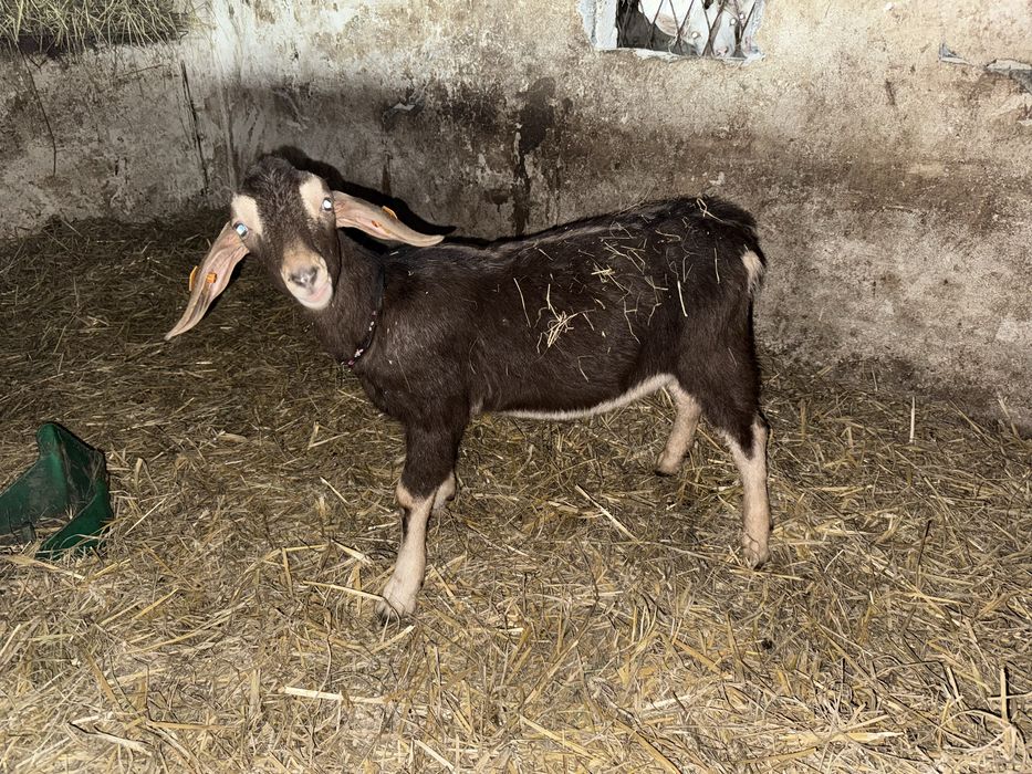 Koziołek anglonubijski/ toggenburg