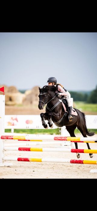 Kuc do sportu, doświadczony w DiM, HMP