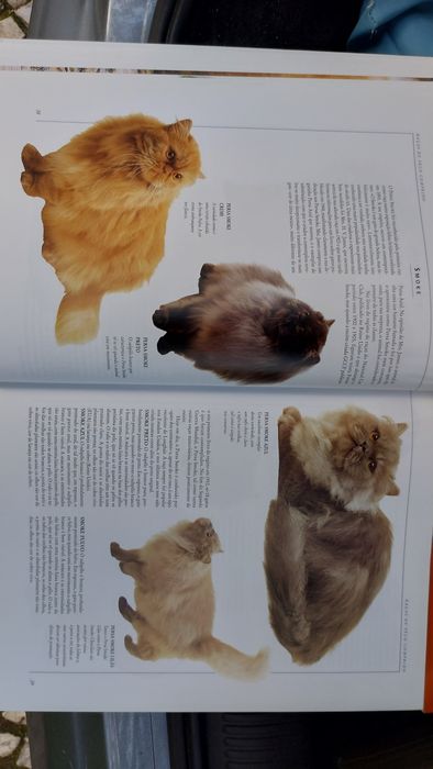 O Livro Gigante do Gato