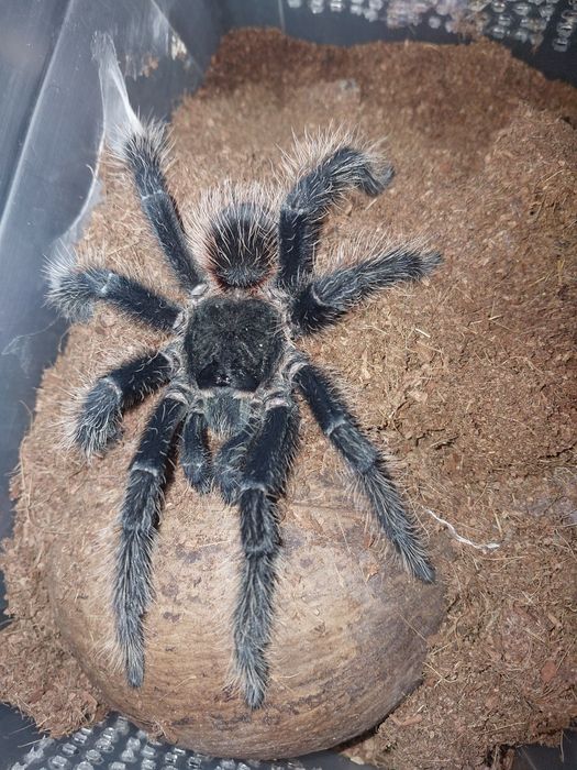 Lasiodora Parahybana dorosły samiec