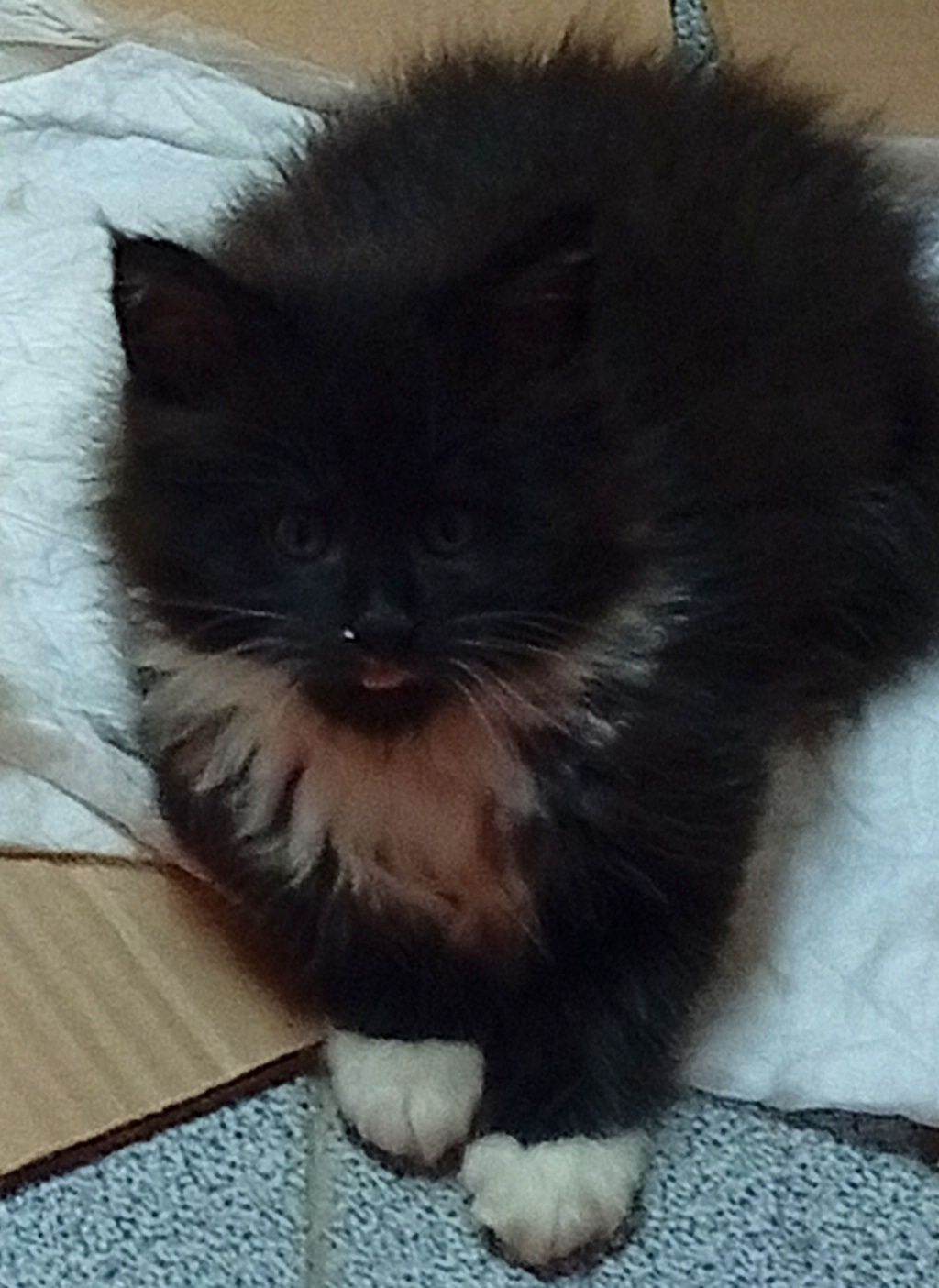 Maine Coon Fêmea