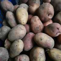 Продаю картоплю середня недорого