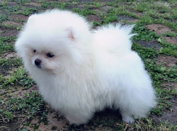 Чудові красені в білосніжеому кольорі, Померанський шпіц.