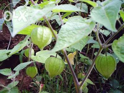 Planta Physalis biológico