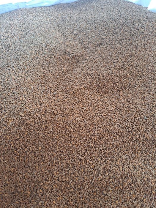 Pszenica ozima Gentelman