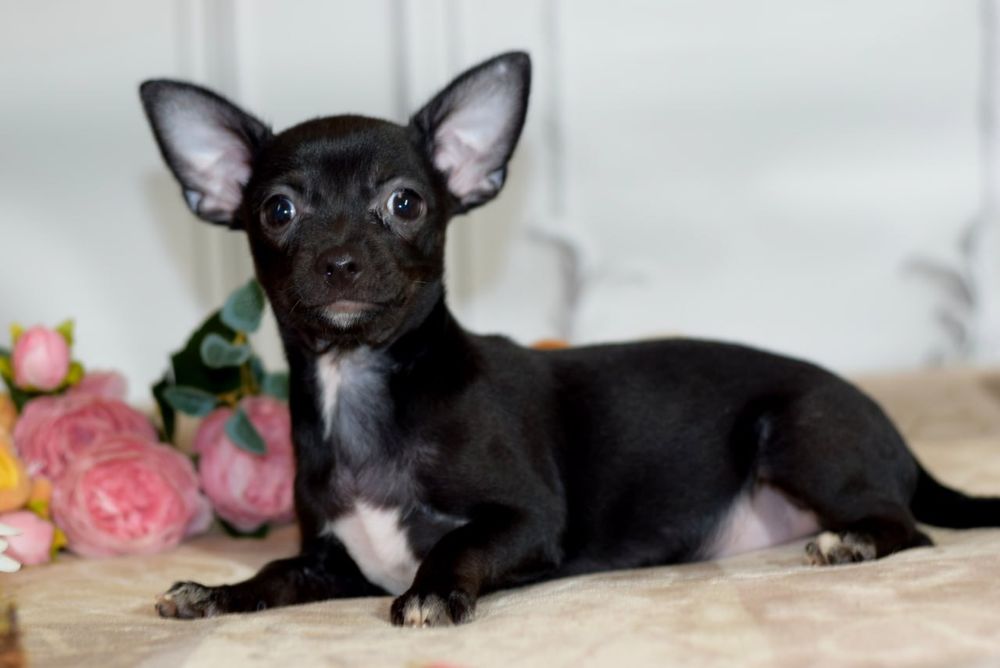 Девочка чихуахуа