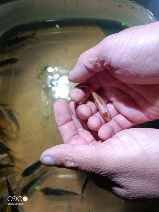 Carpas Koi variadas tamanho de 5 a 15 cm