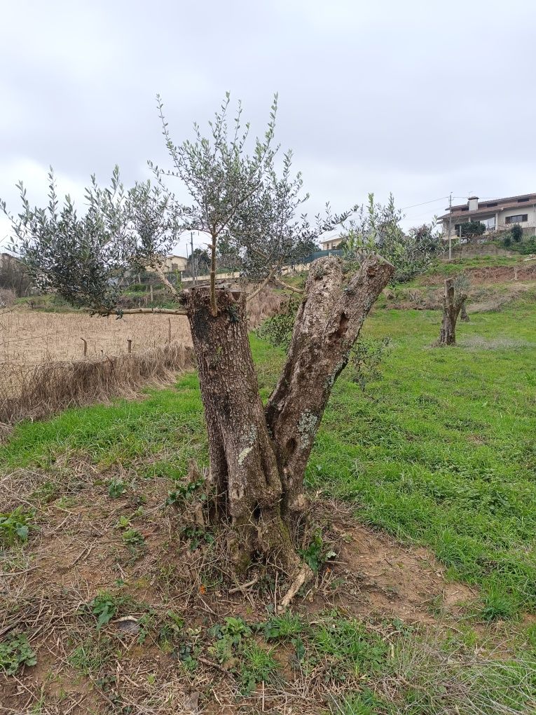 Oliveiras Centenárias para jardim