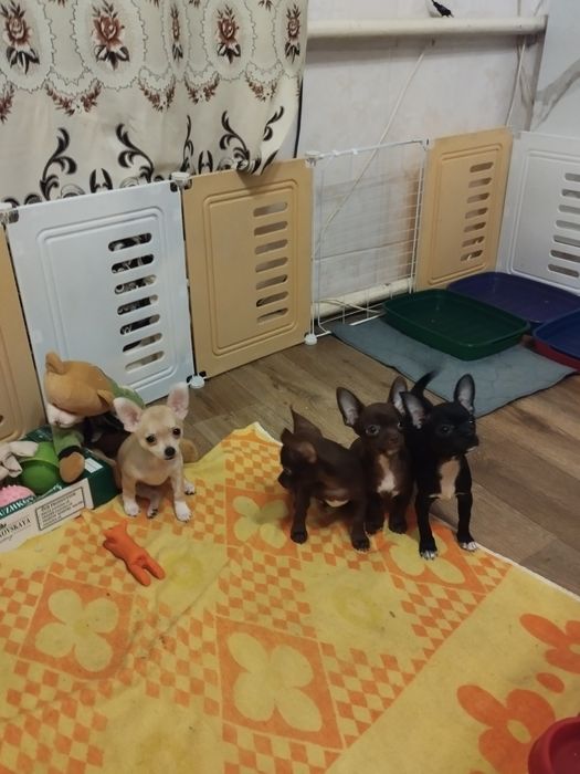 Готовы к продаже щенки породы чихуахуа