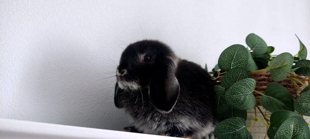 Mini Lop królik gotowe do odbioru