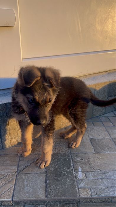 Віддамо безкоштовно цуцика овчара