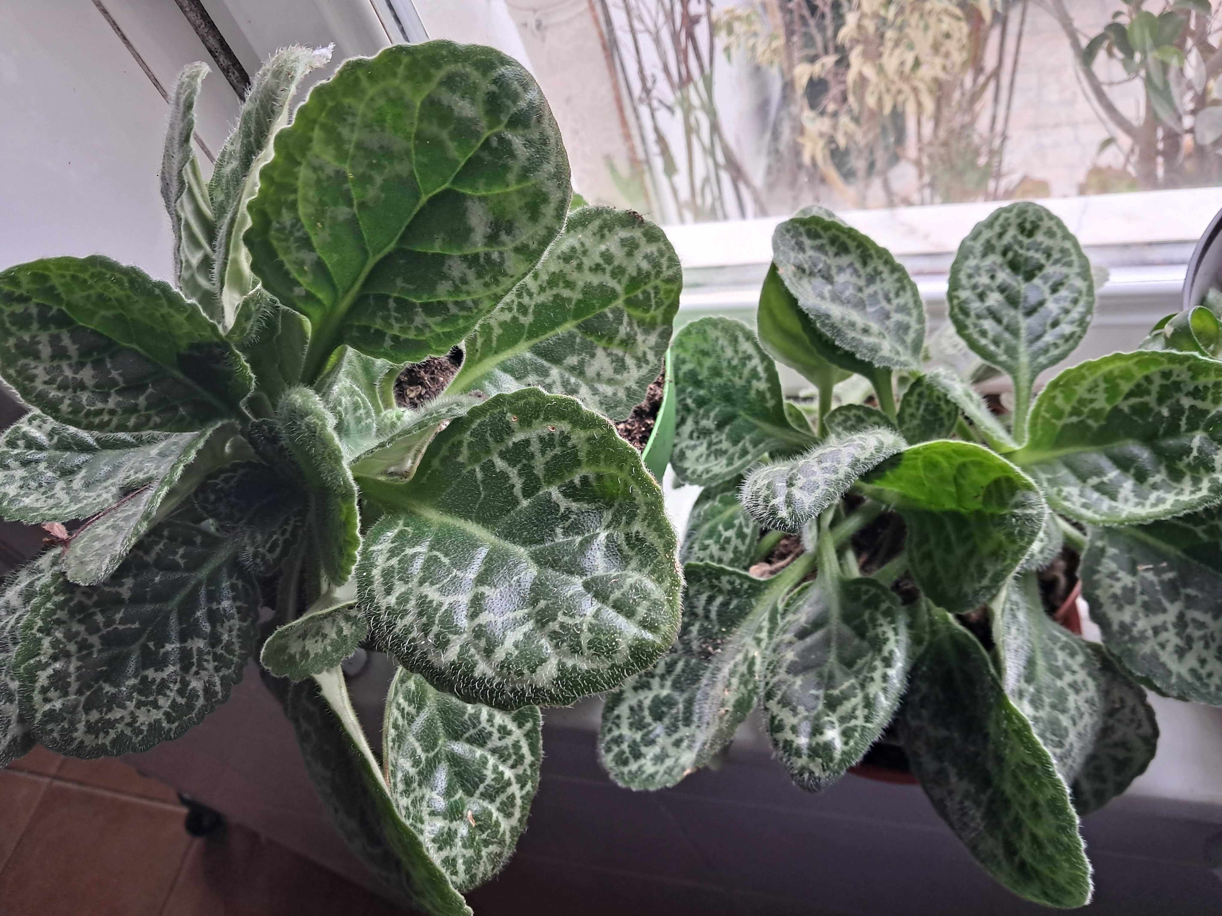 Planta pretty turtle