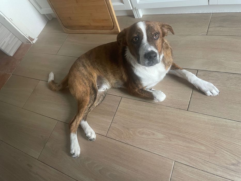 Adopcão responsável