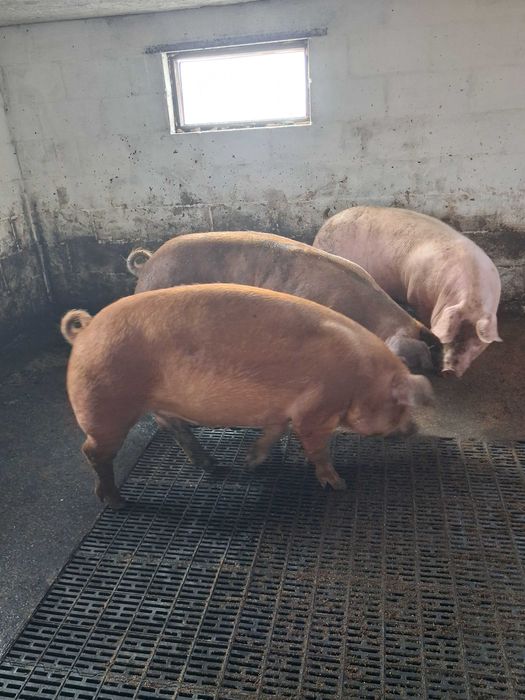 Свинки на племя Дюрок