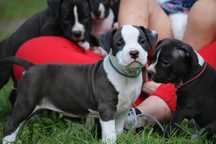 American Staffordshire Terrier Amstaff dziewczynka FCI