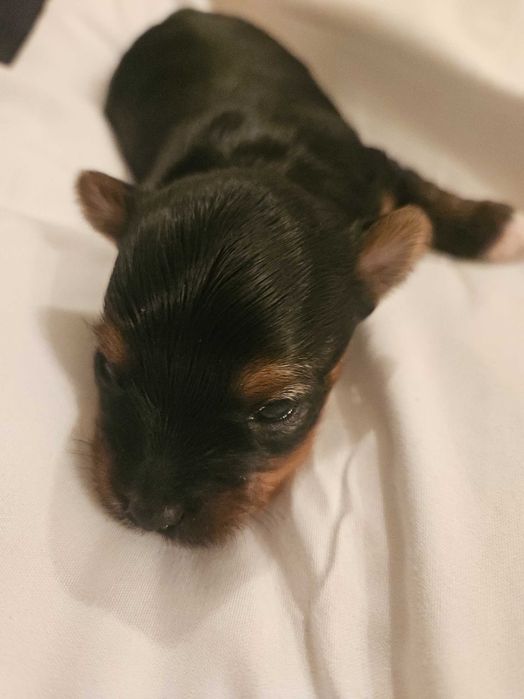 Yorkshire Terrier pies