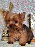 Yorkshire terrier golddust z rodowodem