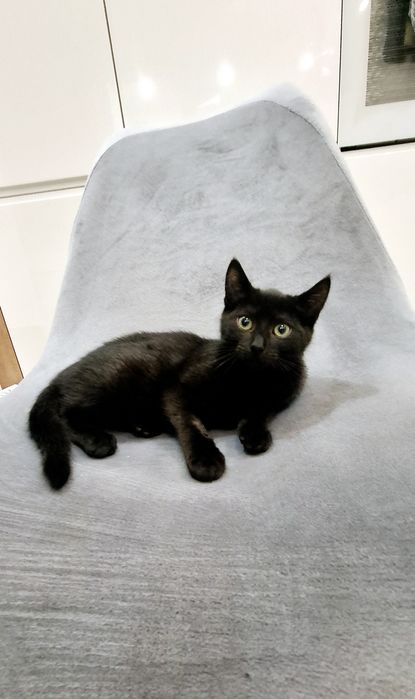 Arinka słodka czarnulka