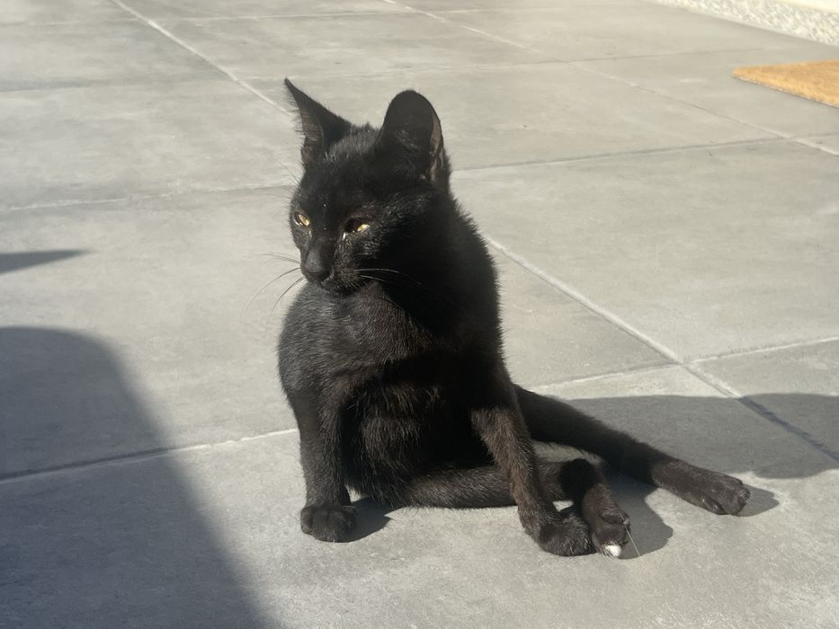 Gato bebe para adoção urgente