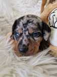 **THEO**jamnik miniaturowy piesek  black merle- zarezerwowany