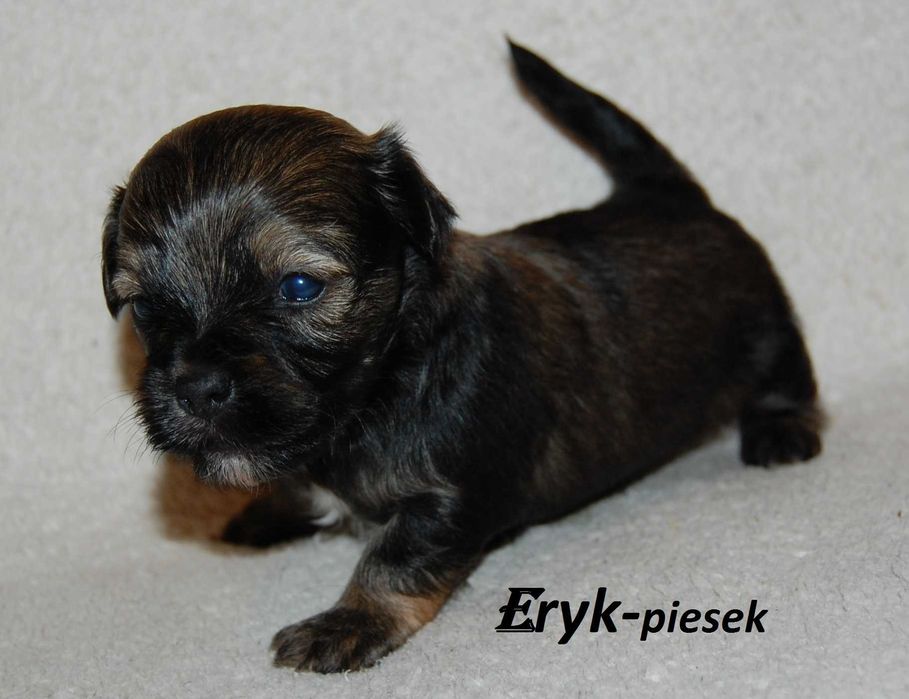 Hawańczyk ZHPR UCI  piesek
