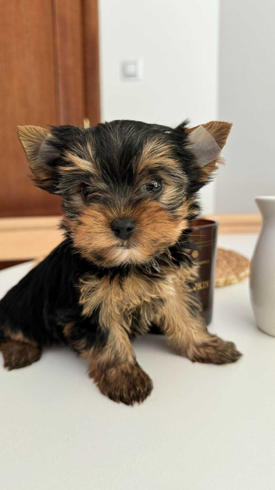 Chłopczyk Yorkshire Terrier Mini z Rodowodem
