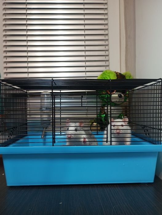 Продам крыс с клеткой 550 грн