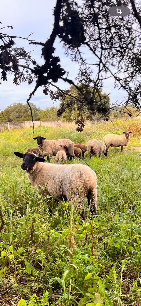 Ovelhas e borregas Suffolk