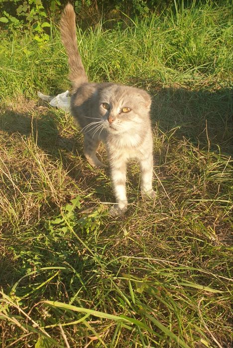 Віддам в добрі руки