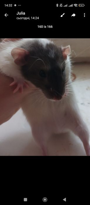 Домашні щурики люблять людей