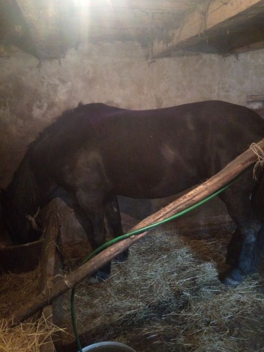 Продам жеребця 7 років