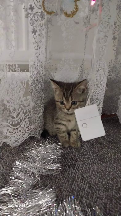 Шотландські чистокровні кошенята. 
Батьки живуть в одній сім'ї. 
Народ