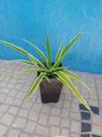 Planta aranha Chlorophytum Comosum