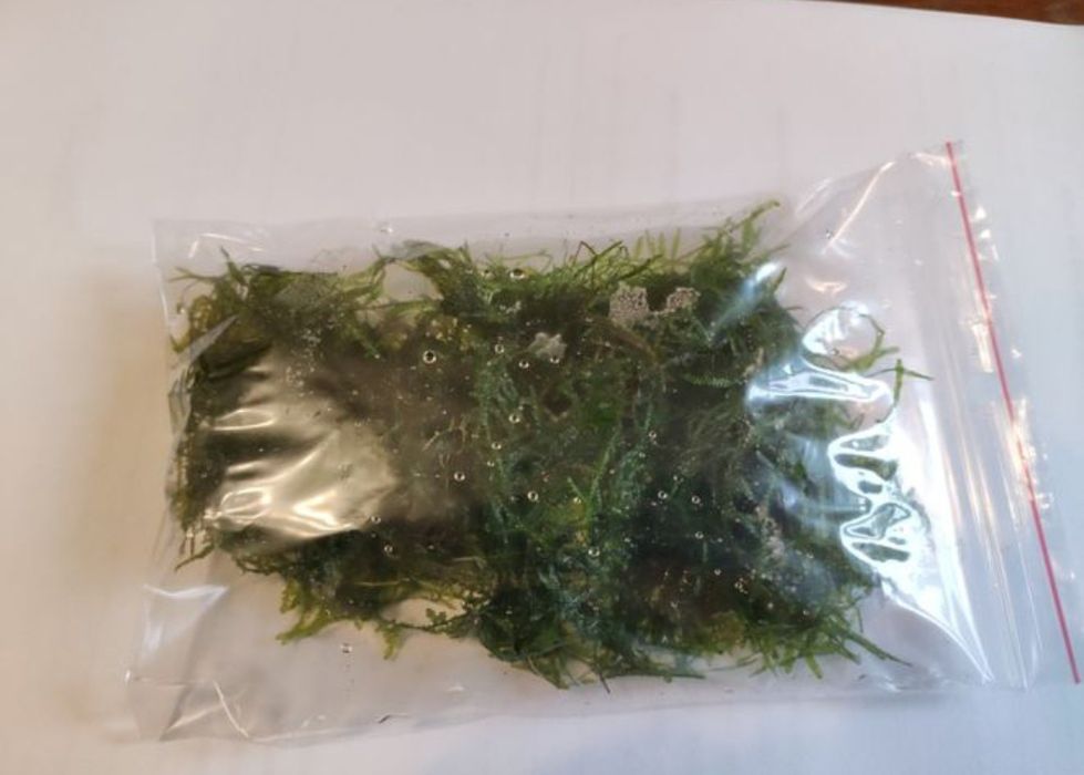 Mech akwariowy akwarium Java Moss Tajwan Tajwan Moss kępka