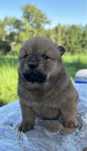 Ruda suczka chow chow do rezerwacji