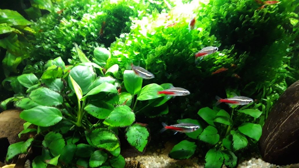 Rośliny, Mech, Pelia, Kryptokoryna, Anubias