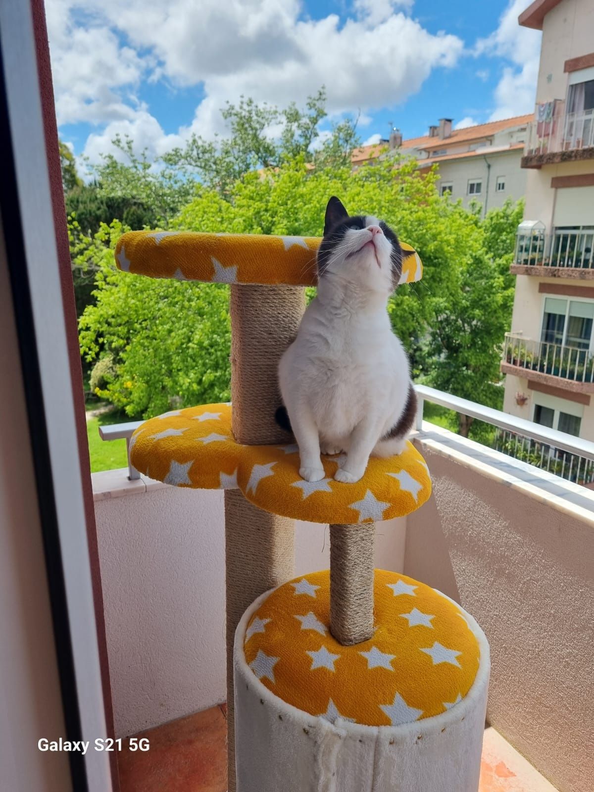Aeranhador de gatos