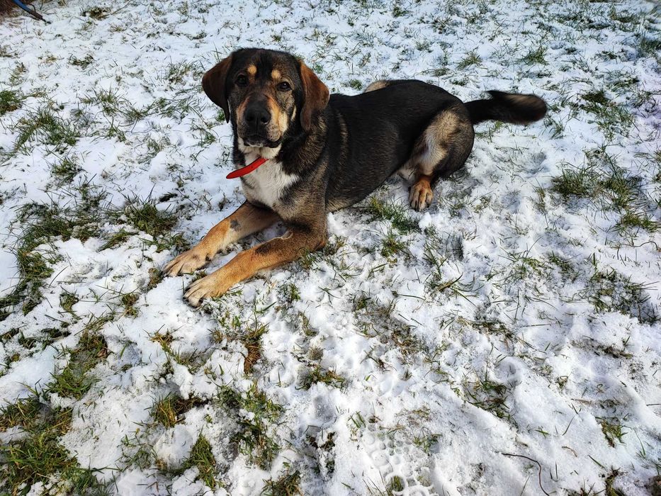 15-miesieczny pies do adopcji