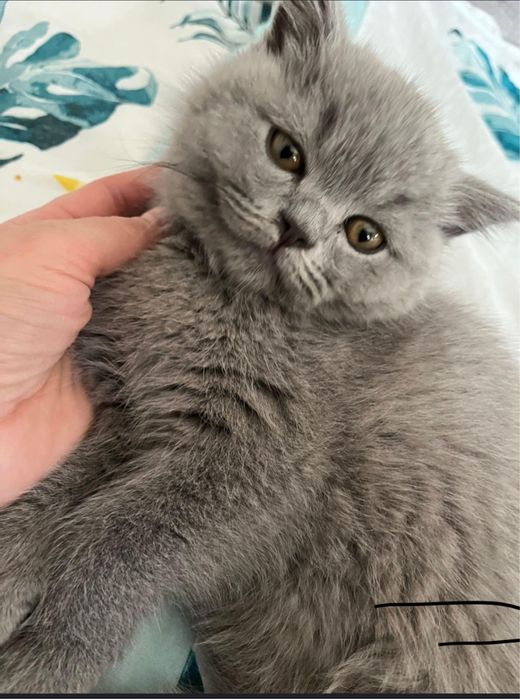 Kot brytyjski liliowy i niebieski