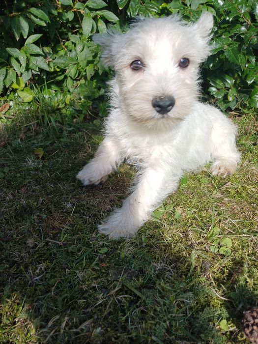 West  highland terrier white