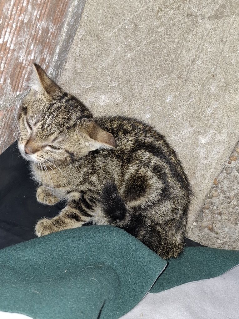 Gatinha de 2 meses para adoção