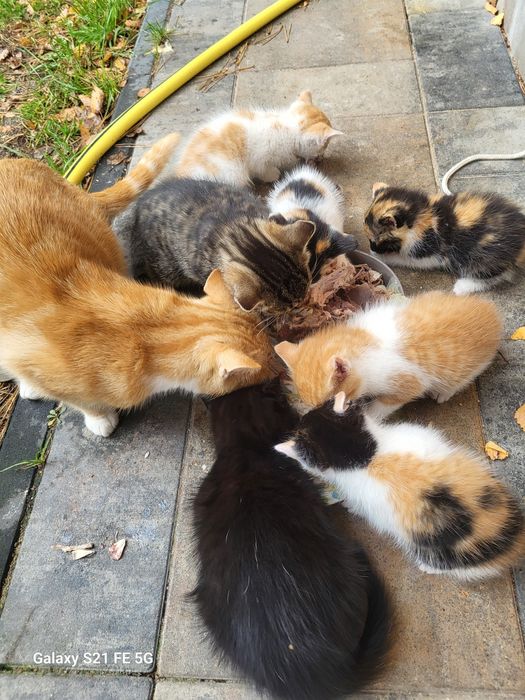 Oddam kotki za darmo