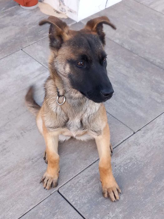 Owczarek Belgijski Malinois – ROXA